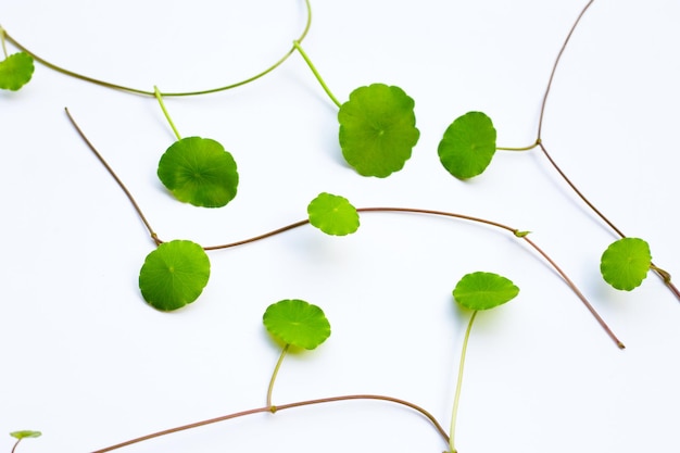 Fresh green centella asiatica leaves on white background