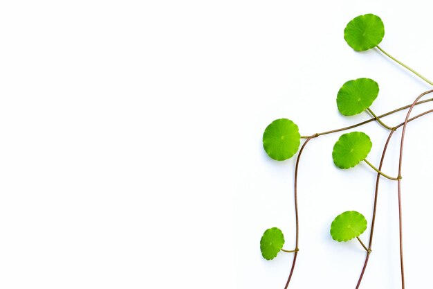 Fresh green centella asiatica leaves on white background