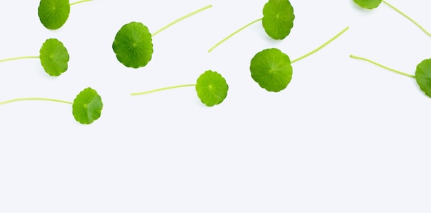 Fresh green centella asiatica leaves on white background