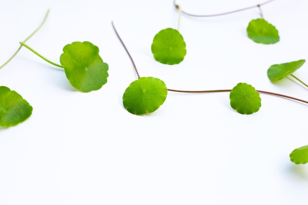 Fresh green centella asiatica leaves on white background