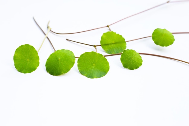 Fresh green centella asiatica leaves