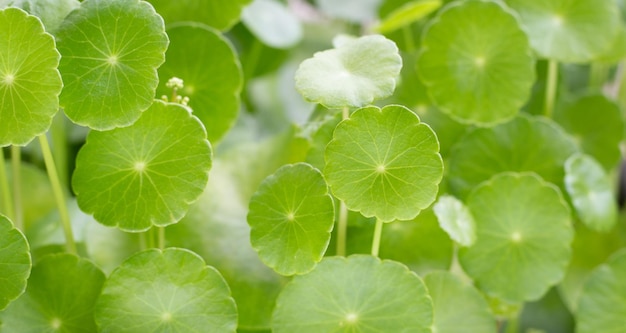 Fresh green centella asiatica leaves