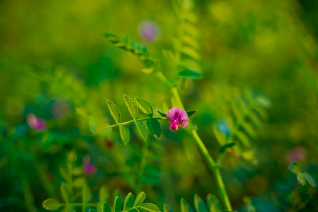 Fresh Green Chickpeas field