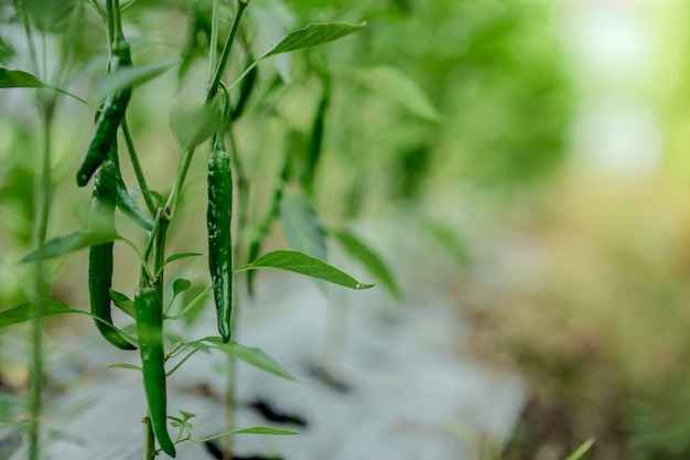 Fresh green chilli on tree in the asia garden