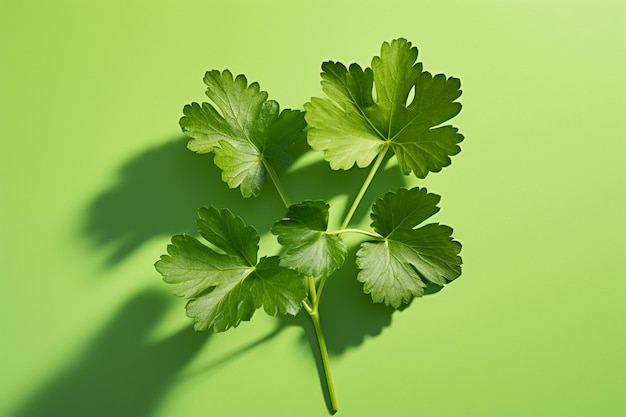 Fresh green cilantro leaves with shadows on green background