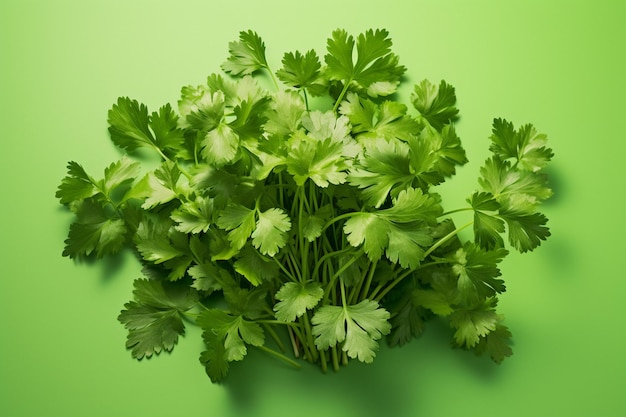 Fresh green cilantro leaves with shadows on green background