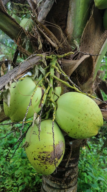 Fresh green coconuts hang from the tree