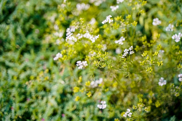 Fresh green Coriander agriculture field