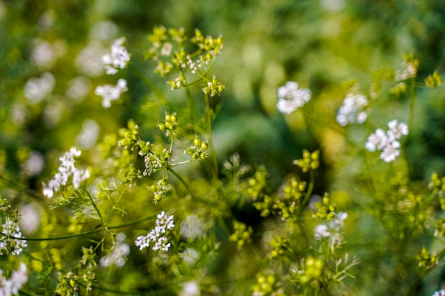 Fresh green Coriander agriculture field