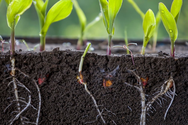 Fresh green corn plants with roots