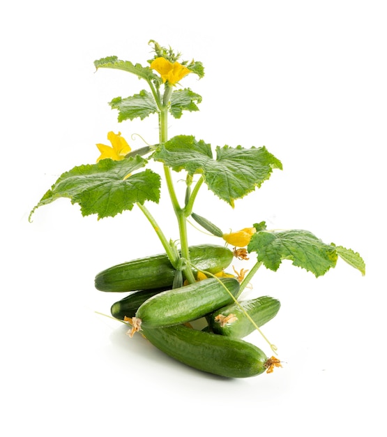 Fresh Green Cucumber on White Background