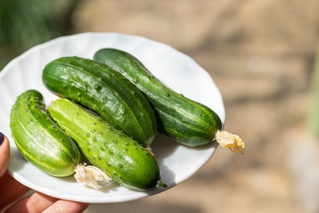 Fresh green cucumbers on the white plate. Female hold white glass dish with green cucmbers.