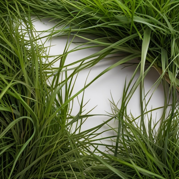 Fresh green cut wild grass isolated on white background and texture top view