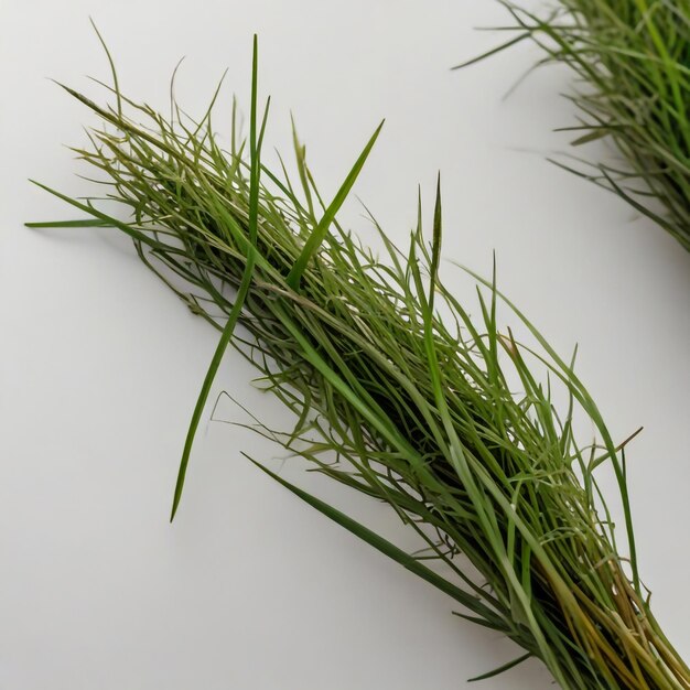 Fresh green cut wild grass isolated on white background and texture top view