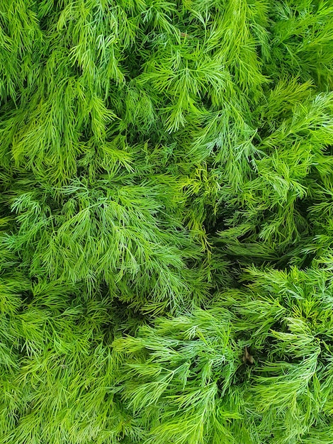 fresh green dill background fresh green dill texture top view