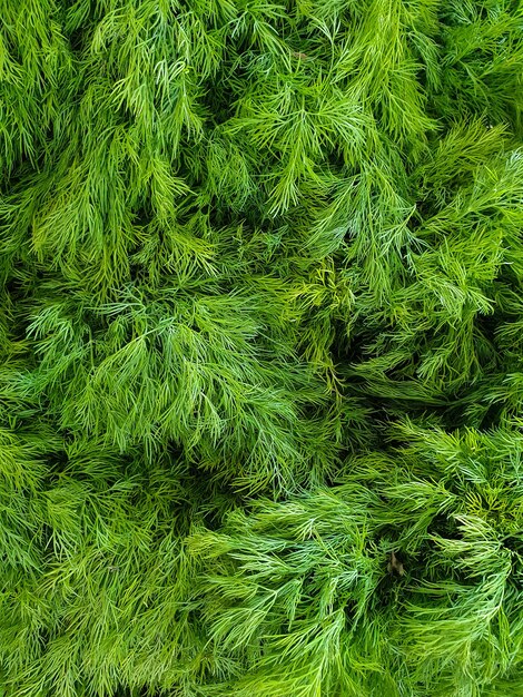 fresh green dill background fresh green dill texture top view