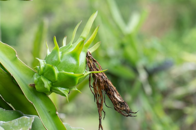 Fresh green dragon-fruit in morning time on farm