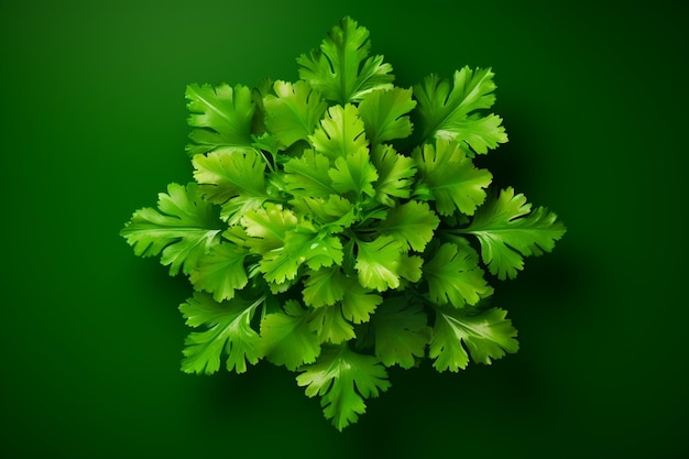 Fresh green eco organic farm coriander leaves bunch top view