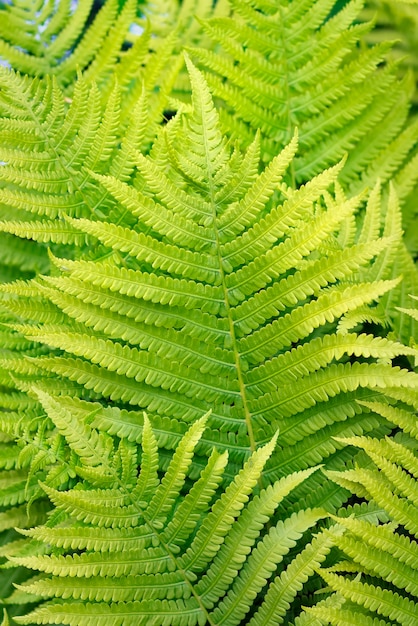 Fresh green fern leaves. Forest fern leaves