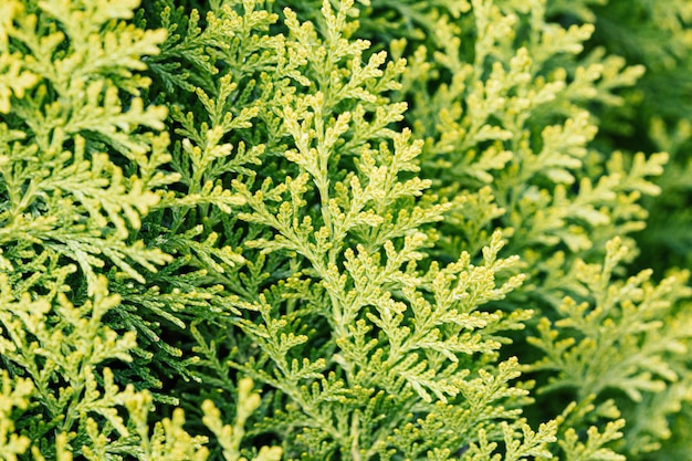 Fresh green fir background. Foliage backdrop