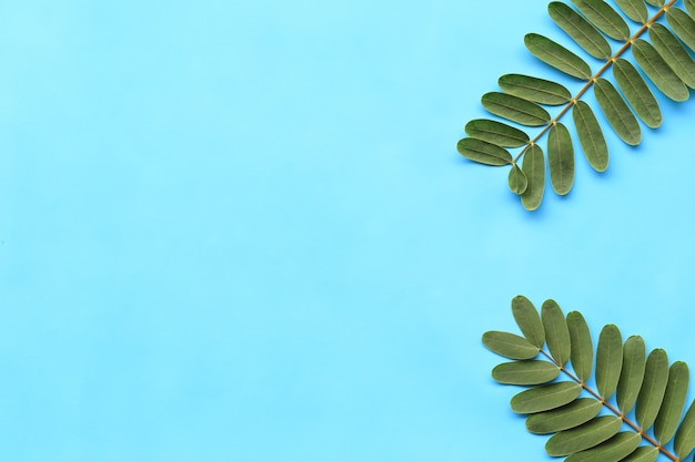 Fresh green foliage on blue paper background.