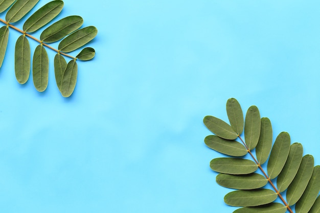 Fresh green foliage on blue paper background.