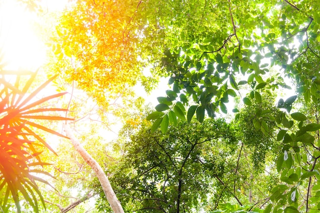 Fresh green forest low angle viewLeaf backgroundbeautiful green forest for background