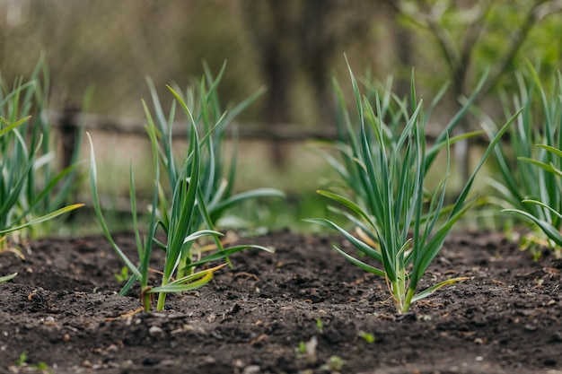 Fresh green garlic growing in a garden