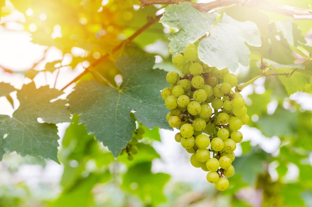 Fresh green grapes on the tree for made wine