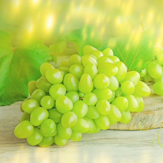 Fresh green grapes with leaves Green grapes fruit