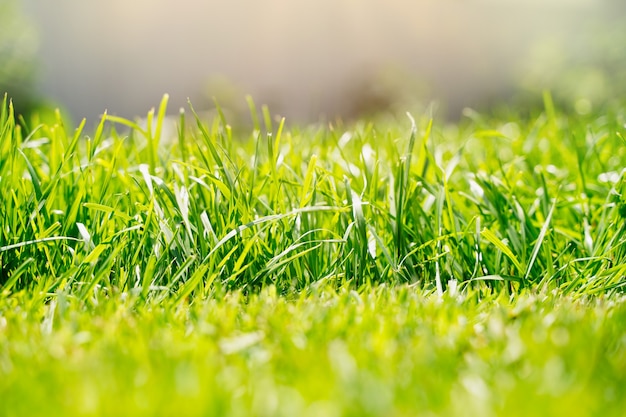 Fresh green grass background in sunny summer day