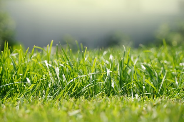 Fresh green grass background in sunny summer day