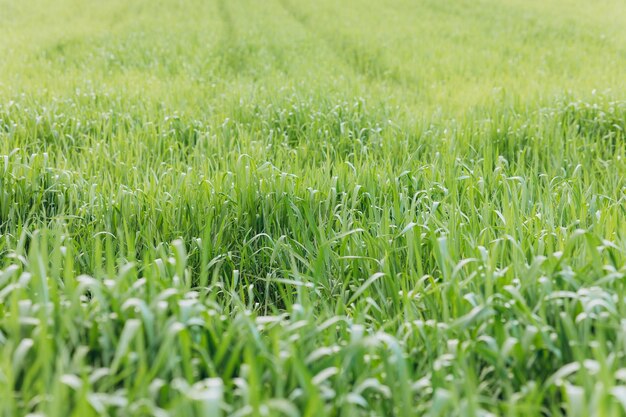 Fresh green grass background