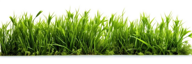 Fresh green grass isolated on a white background