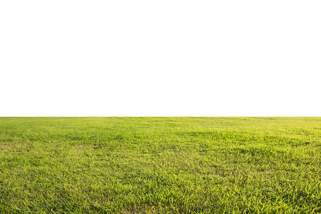 fresh green grass lawn isolated on white background