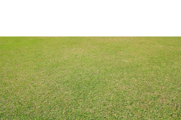 fresh green grass lawn isolated on white background