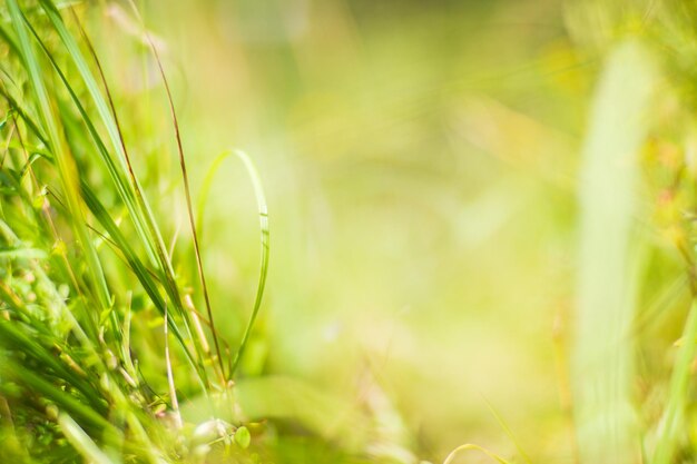 Fresh green grass in sunny summer day in park Beautiful natural countryside landscape with blurry background