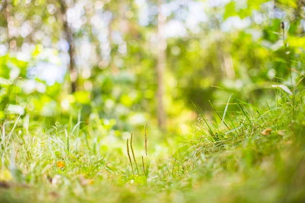 Fresh green grass in sunny summer day in park Beautiful natural countryside landscape with blurry background