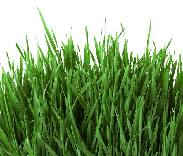 Fresh green grass on white background