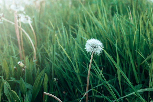 Fresh green grass and white dandelion