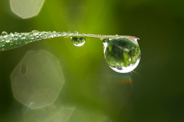 Fresh green grass with dew drops closeup Nature Background