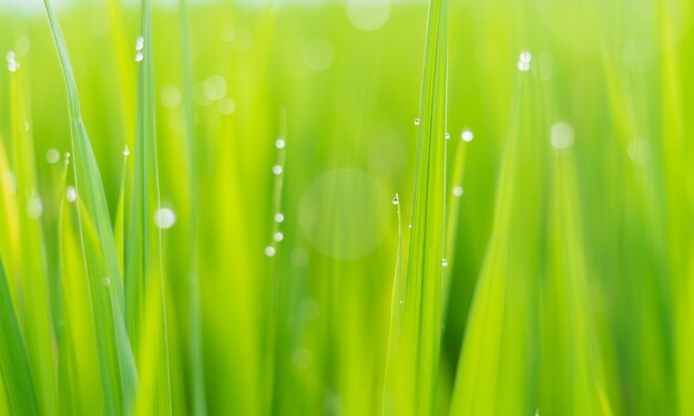 Fresh green grass with dew drops in sunshine on auttum Abstract blurry background