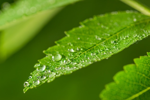 Fresh green grass with water drops closeup