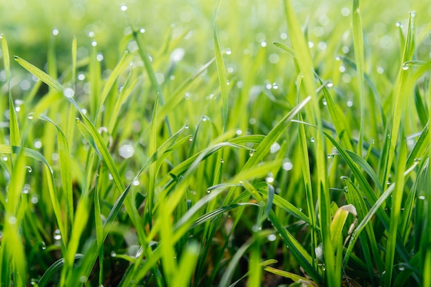 Fresh green grass with water drops natural green background