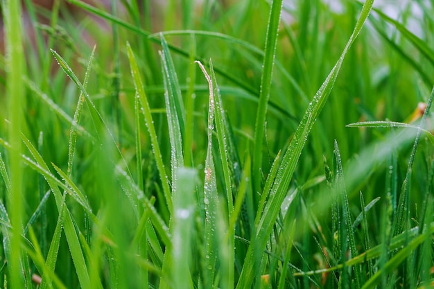 Fresh green grass with water drops