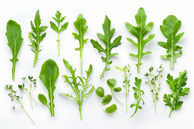 Fresh Green Herbs and Greens Isolated on White Background