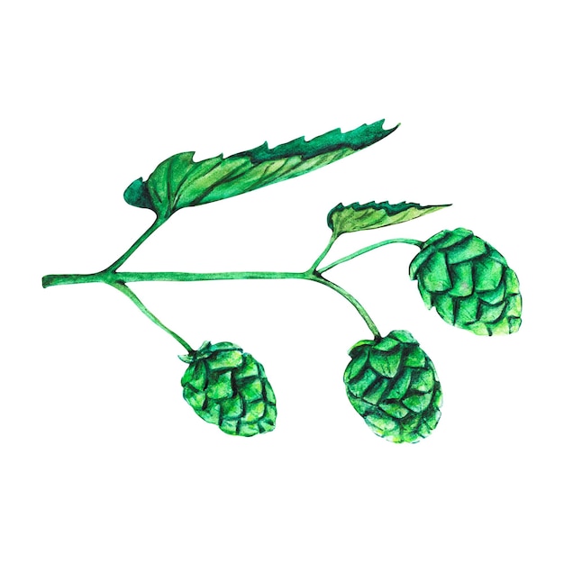 Fresh green hop Watercolor hand drawn illustration for Octoberfest Sketch on on a transparent background for ornament or any design