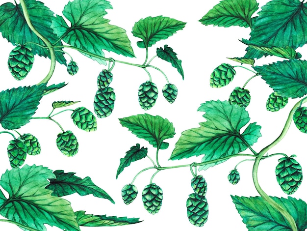 Fresh green hop Watercolor hand drawn illustration for Octoberfest Sketch on on a transparent background for ornament or any design