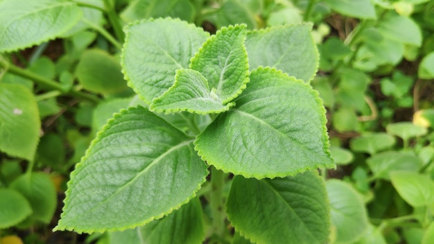 Fresh green Indian borage plant