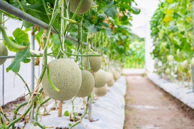 Fresh green Japanese cantaloupe melons plants growing in organic greenhouse garden